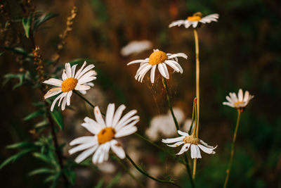 Close-up of white daisy flowers on field