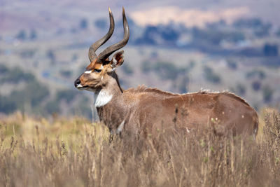 Deer standing on field