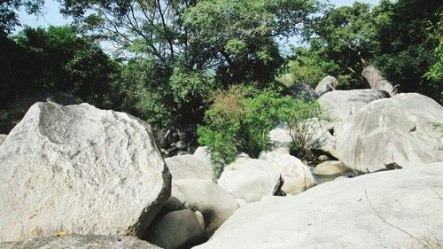 Rocks by trees against sky