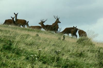 Low angle view of red deer on grass field at lyme park against sky