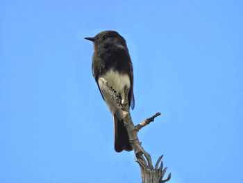 Low angle view of bird perching against clear blue sky