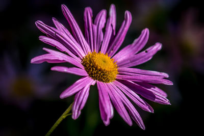 Close-up of purple flower blooming outdoors