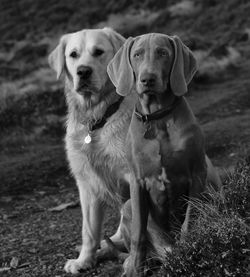 Close-up of dogs outdoors