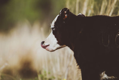 Close-up of black dog