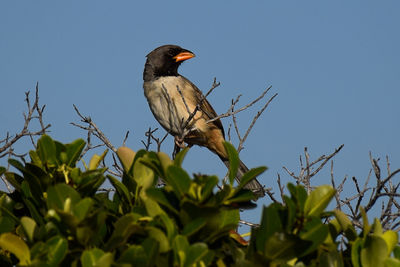 Low angle view of bird perching on tree against clear sky