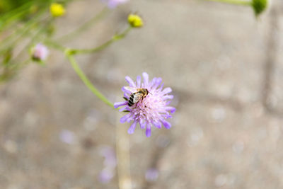 Close-up of bumblebee on purple flower