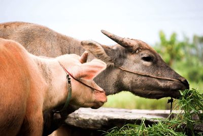 Close-up of a horse on field