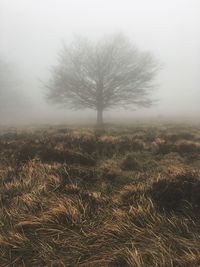 Trees on field against sky