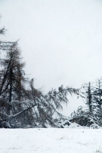 Trees on snow covered landscape against sky