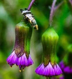 Macro shot of moth on flower