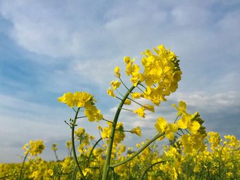 Low angle view of yellow flowers