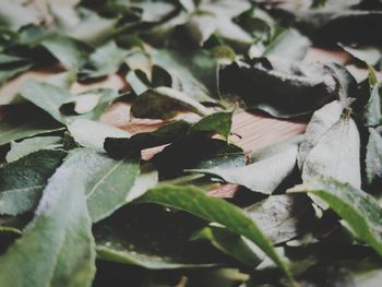 High angle view of leaves on plant