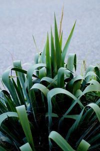 Close-up of fresh green plants