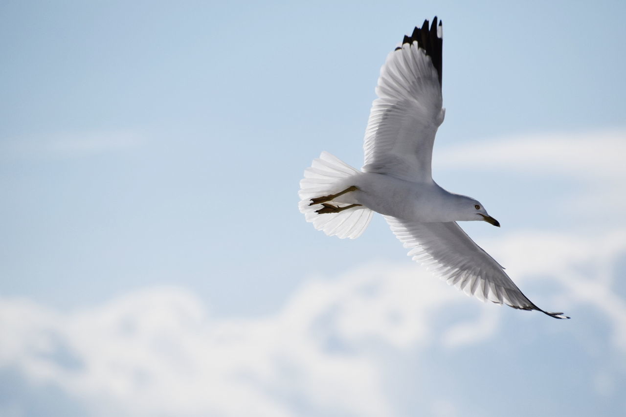 flying, spread wings, animal themes, bird, animals in the wild, one animal, white color, mid-air, sky, low angle view, day, nature, outdoors, animal wildlife, seagull, no people, great egret
