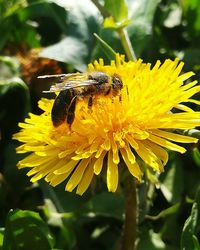 Close-up of insect on yellow flower