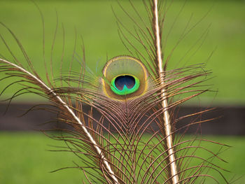 Close-up of peacock