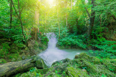 Scenic view of waterfall amidst trees in forest