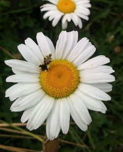 Close-up of bee on white flower