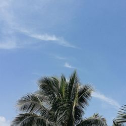 Low angle view of palm trees against blue sky