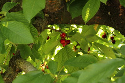 Close-up of plant