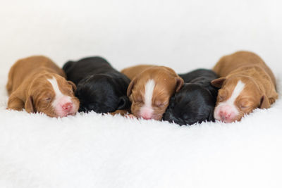 Close-up of puppies relaxing on rug