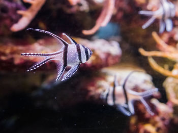 Close-up of fish swimming in sea