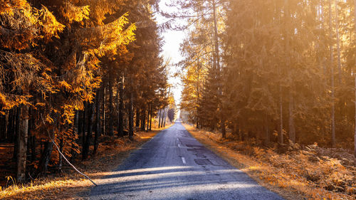 Road amidst trees in forest during autumn