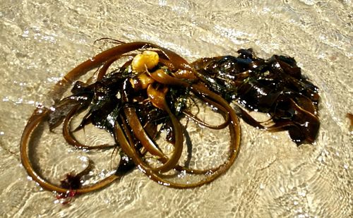 Close-up of crab on beach