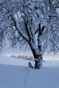 Bare tree on snow covered landscape