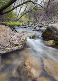 Surface level of stream flowing in forest