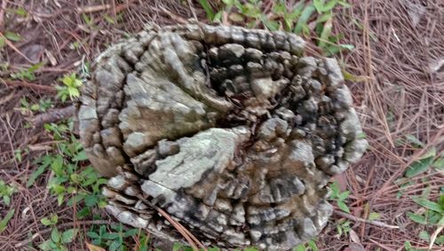 High angle view of bird in nest on field