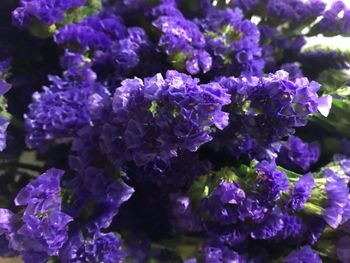 Close-up of purple flowers