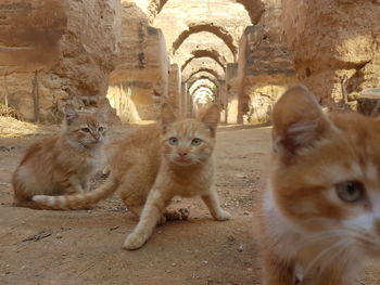 Portrait of cat sitting outdoors