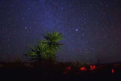 Low angle view of trees against sky at night