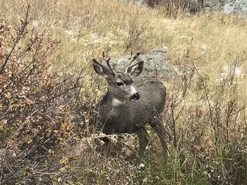 View of deer on field