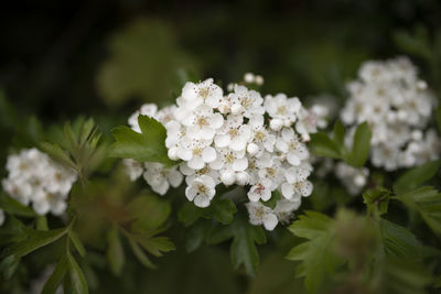 Close-up of white flowering plant