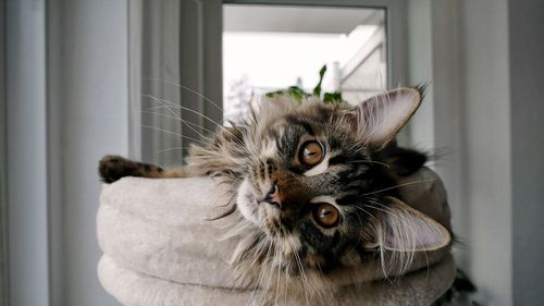 Close-up portrait of cat