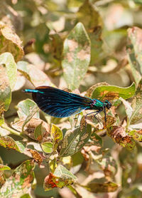 Close-up of insect on plant