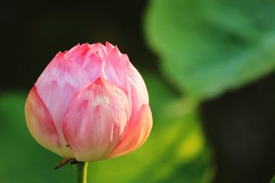 Close-up of pink flowers