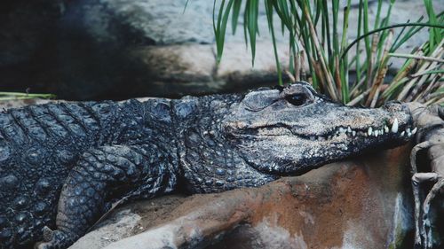 Close-up of a turtle