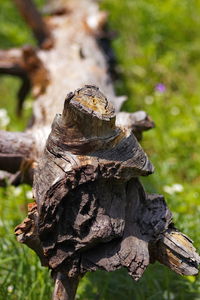 Close-up of mushroom growing on wood