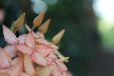 Close-up of pink flowering plant