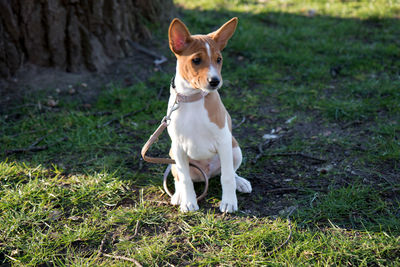 Portrait of dog standing on field