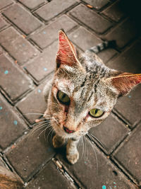 Close-up of a cat