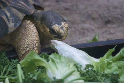 Close-up of a turtle