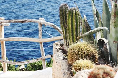 Close-up of succulent plant in sea