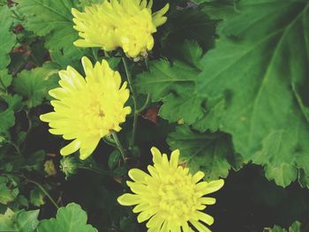 High angle view of yellow flowering plant