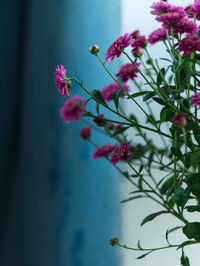 Close-up pink flowering chrysanthemum plant beautiful purple flower pot on windowsill home gardening