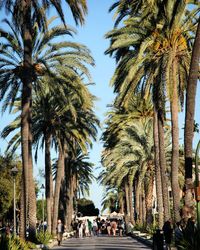 Low angle view of palm trees against clear sky