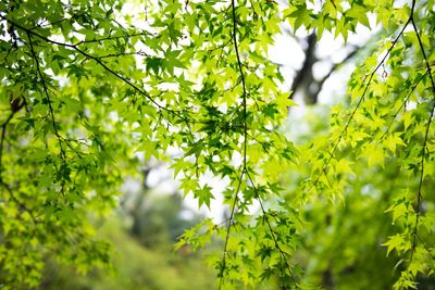 Low angle view of plants